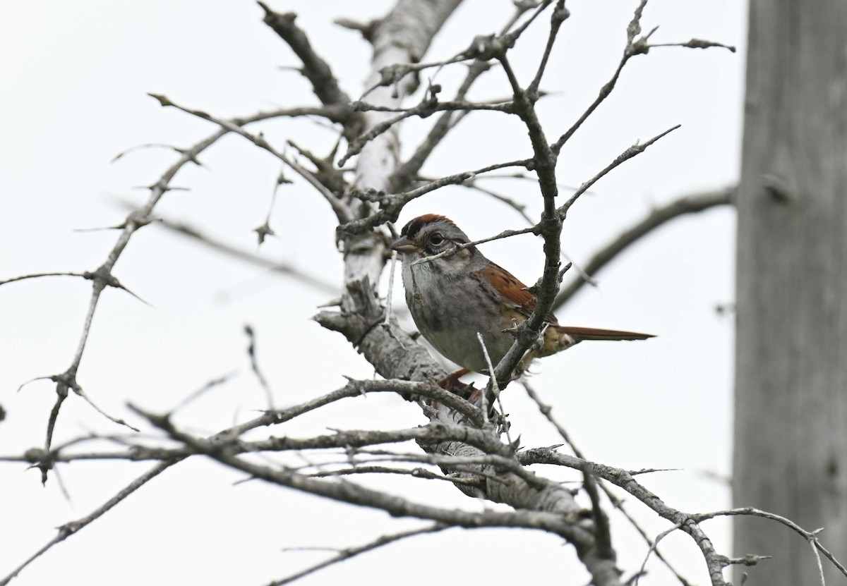 Swamp Sparrow - ML620905960