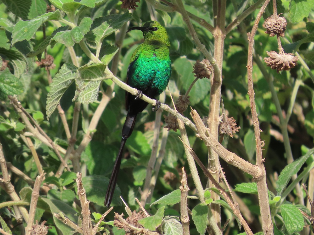 Malachite Sunbird - ML620905965