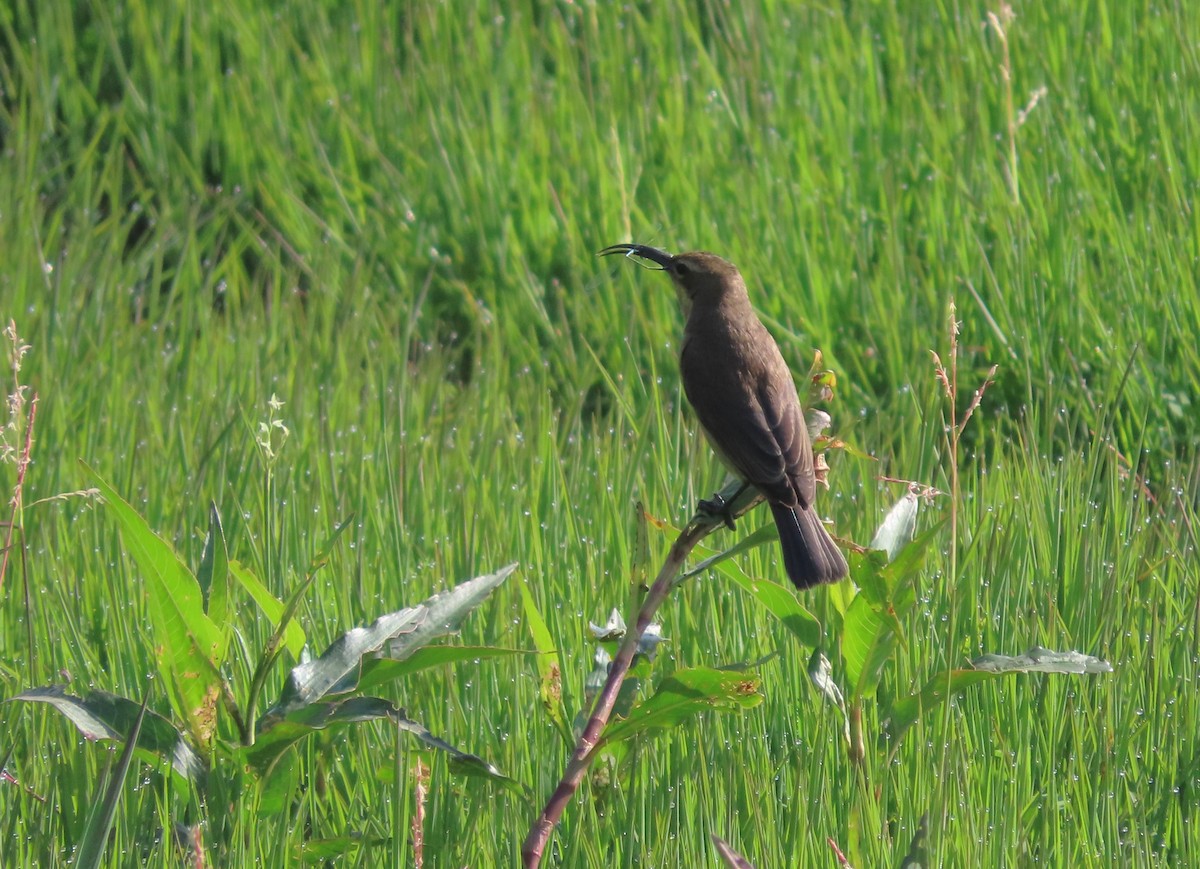 Malachitnektarvogel - ML620905970