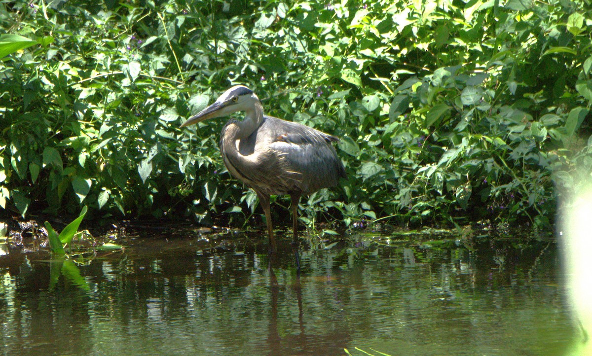 Great Blue Heron - ML620905979