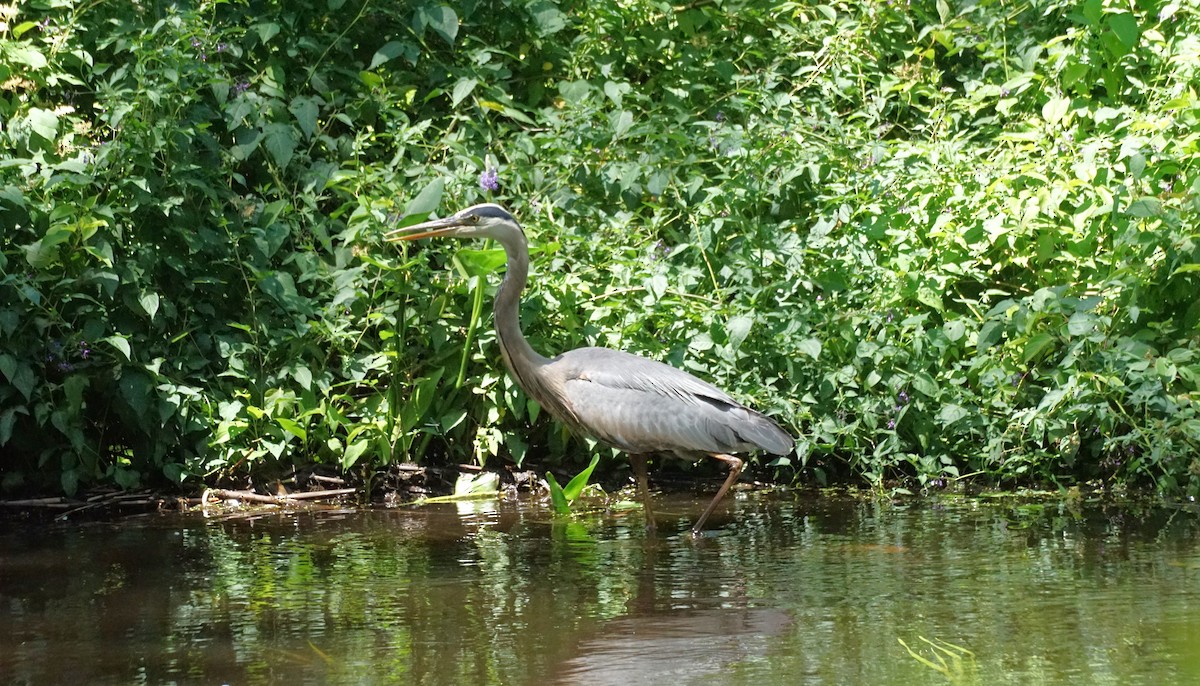 Great Blue Heron - ML620905981