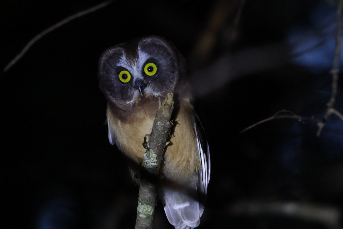 Northern Saw-whet Owl - ML620905992