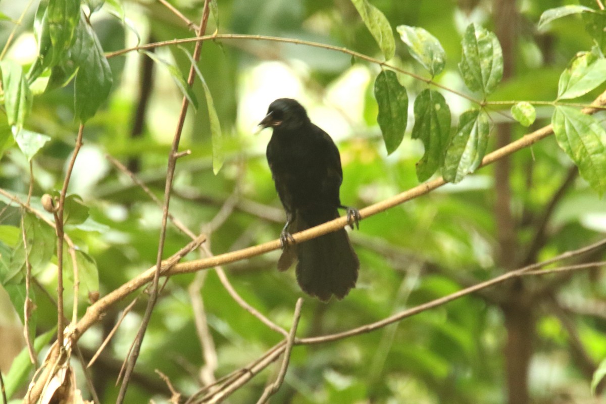 Velvet-fronted Grackle - ML620906015