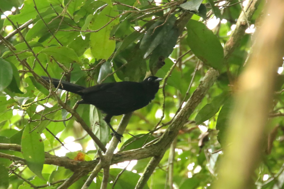 Velvet-fronted Grackle - ML620906016