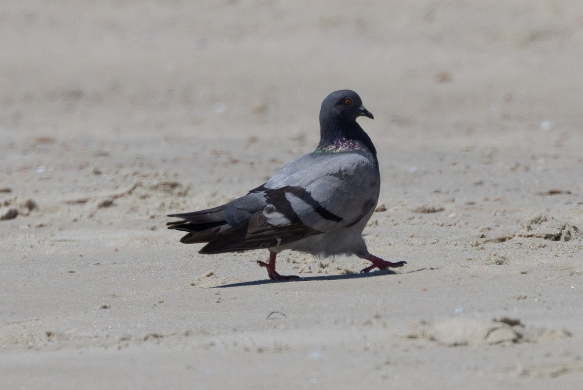 Rock Pigeon (Feral Pigeon) - ML620906033