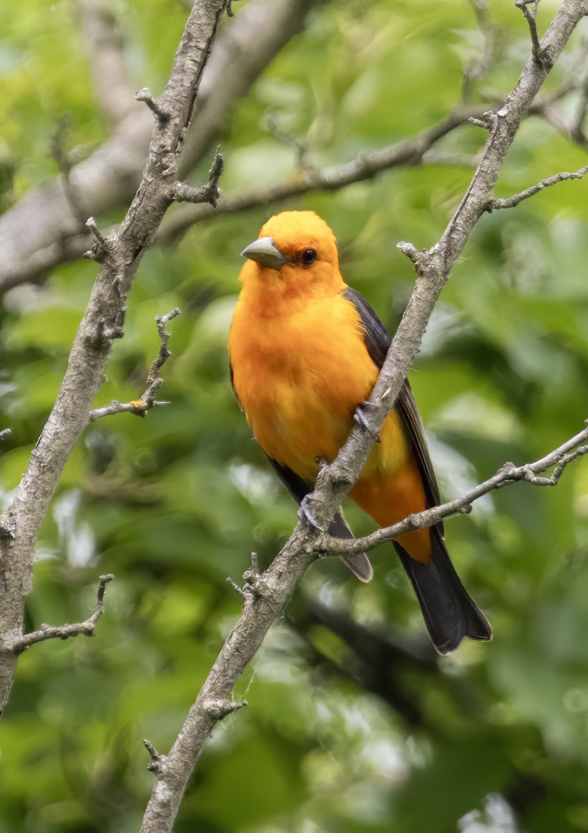 Scarlet Tanager - ML620906040