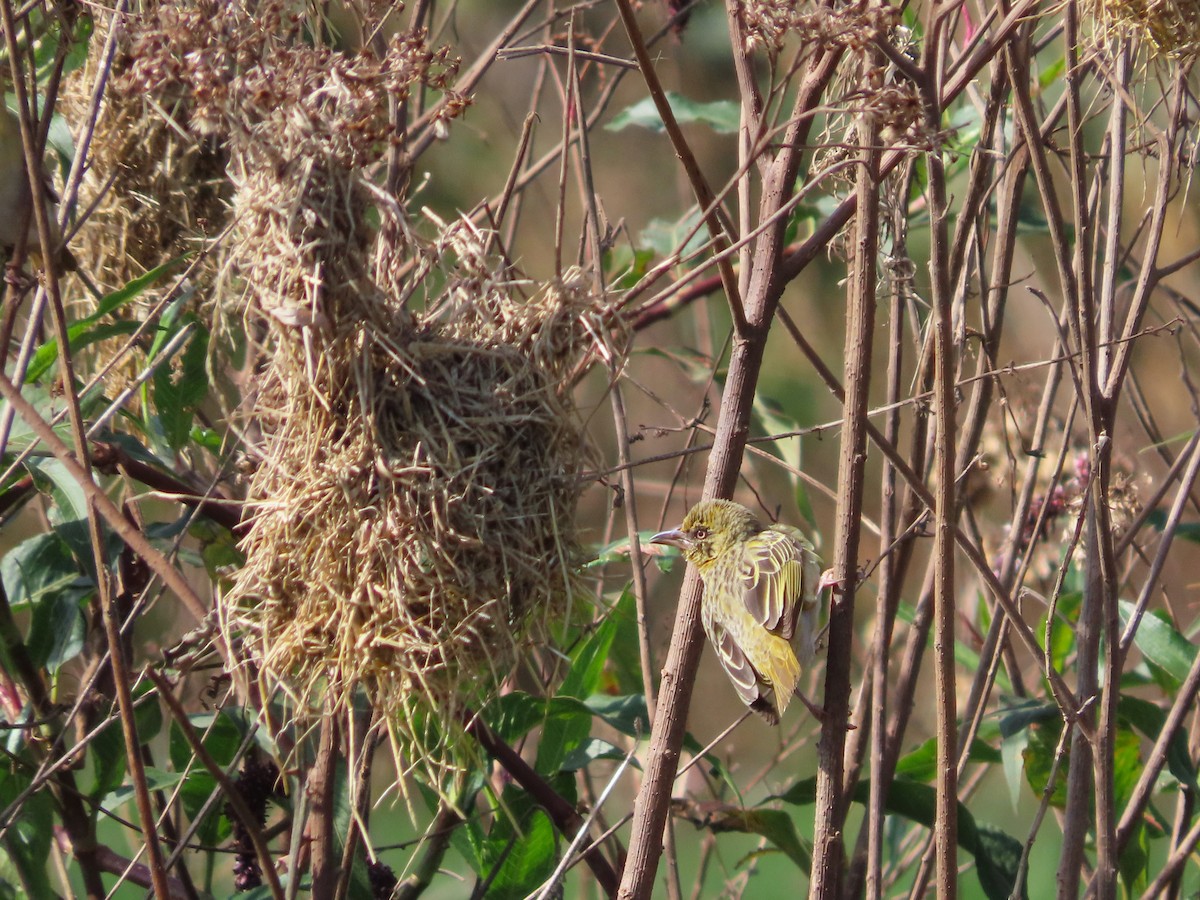 Speke's Weaver - ML620906043