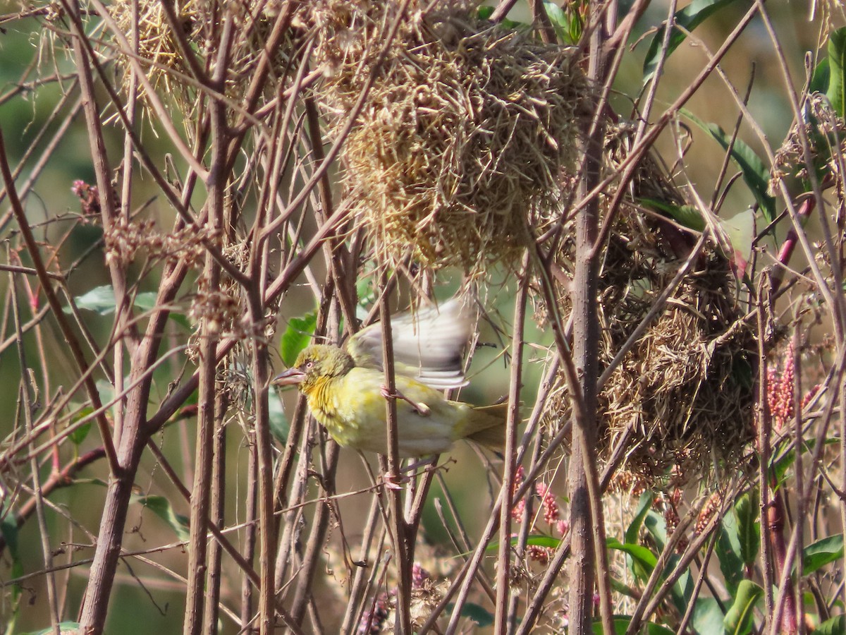 Speke's Weaver - Michelle Browning