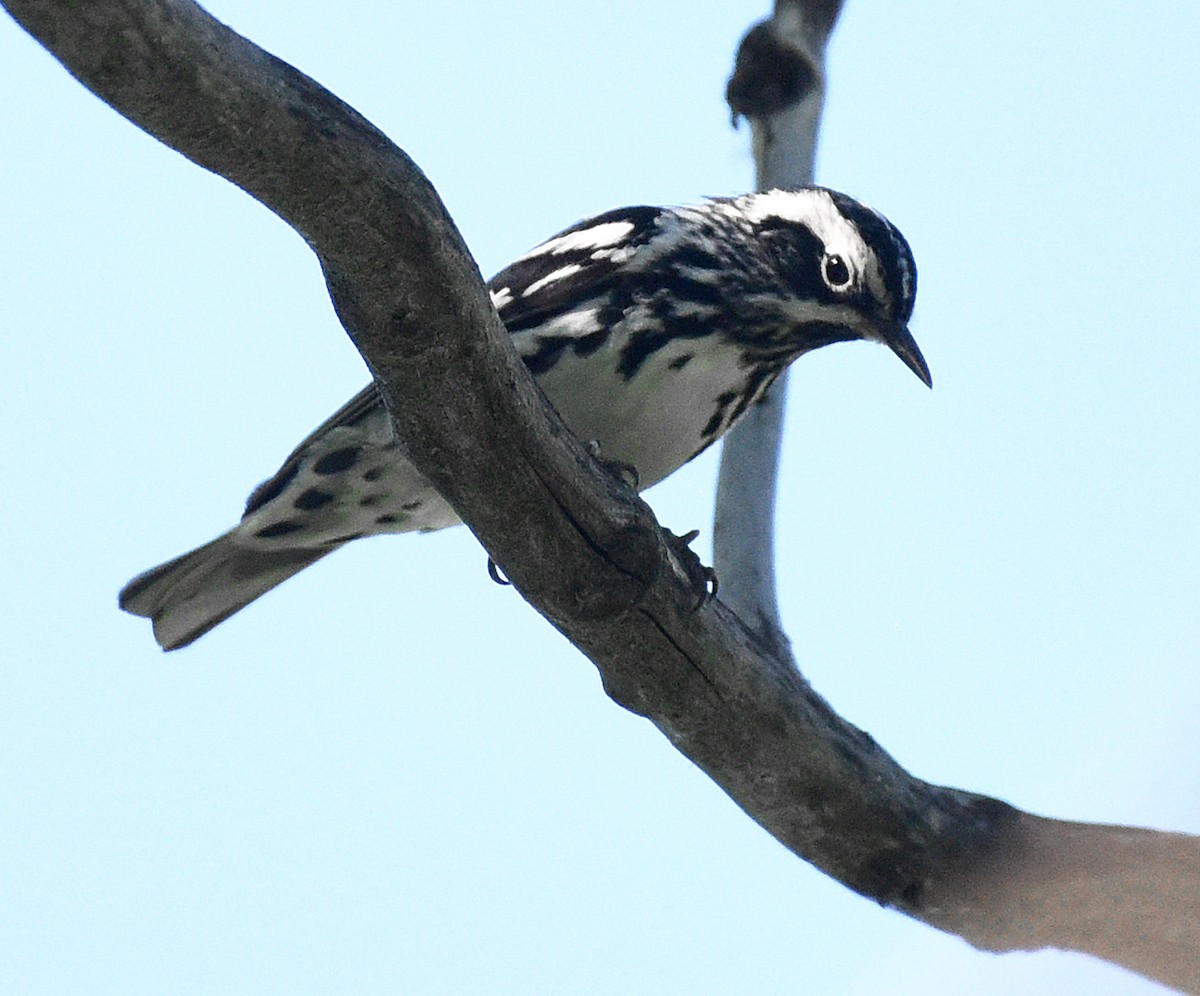 Black-and-white Warbler - ML620906057