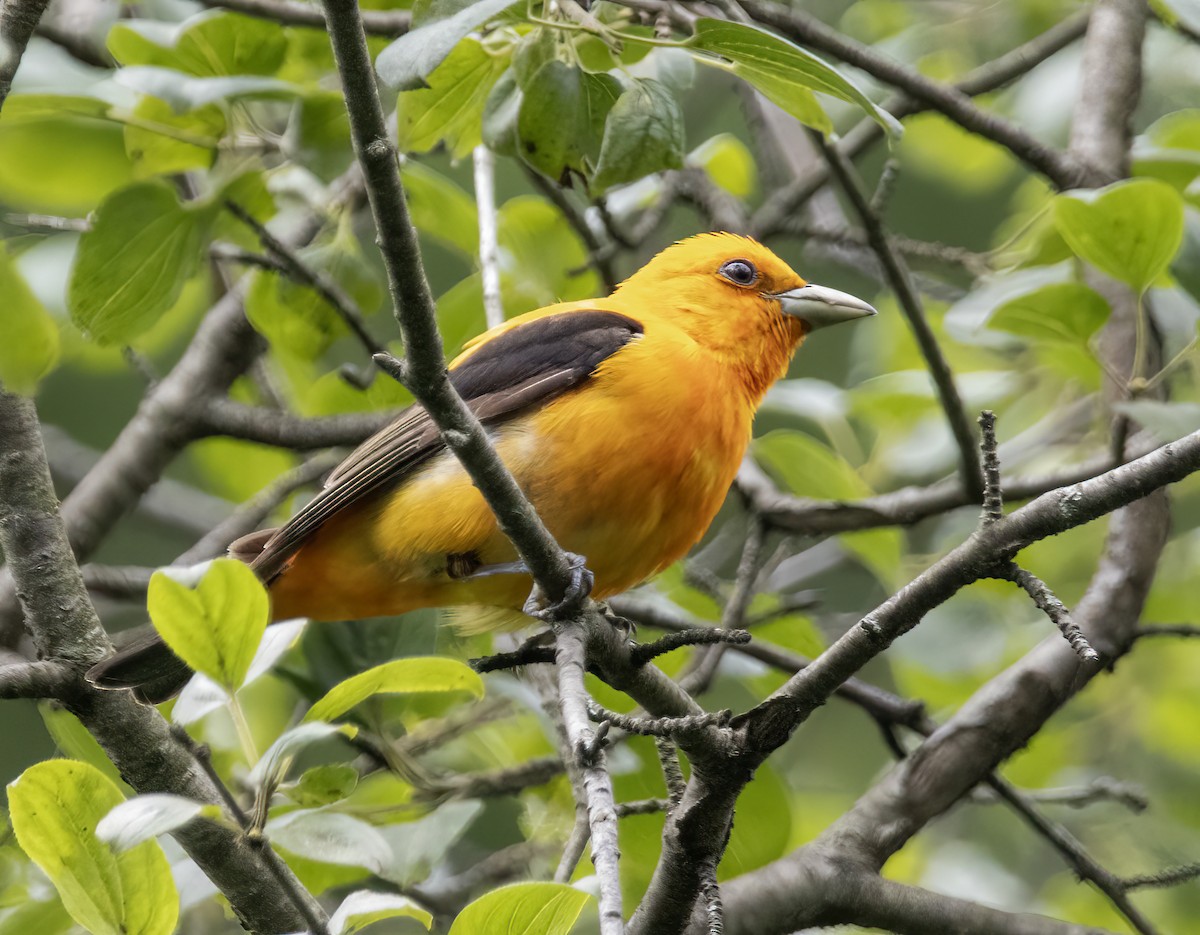 Scarlet Tanager - ML620906082