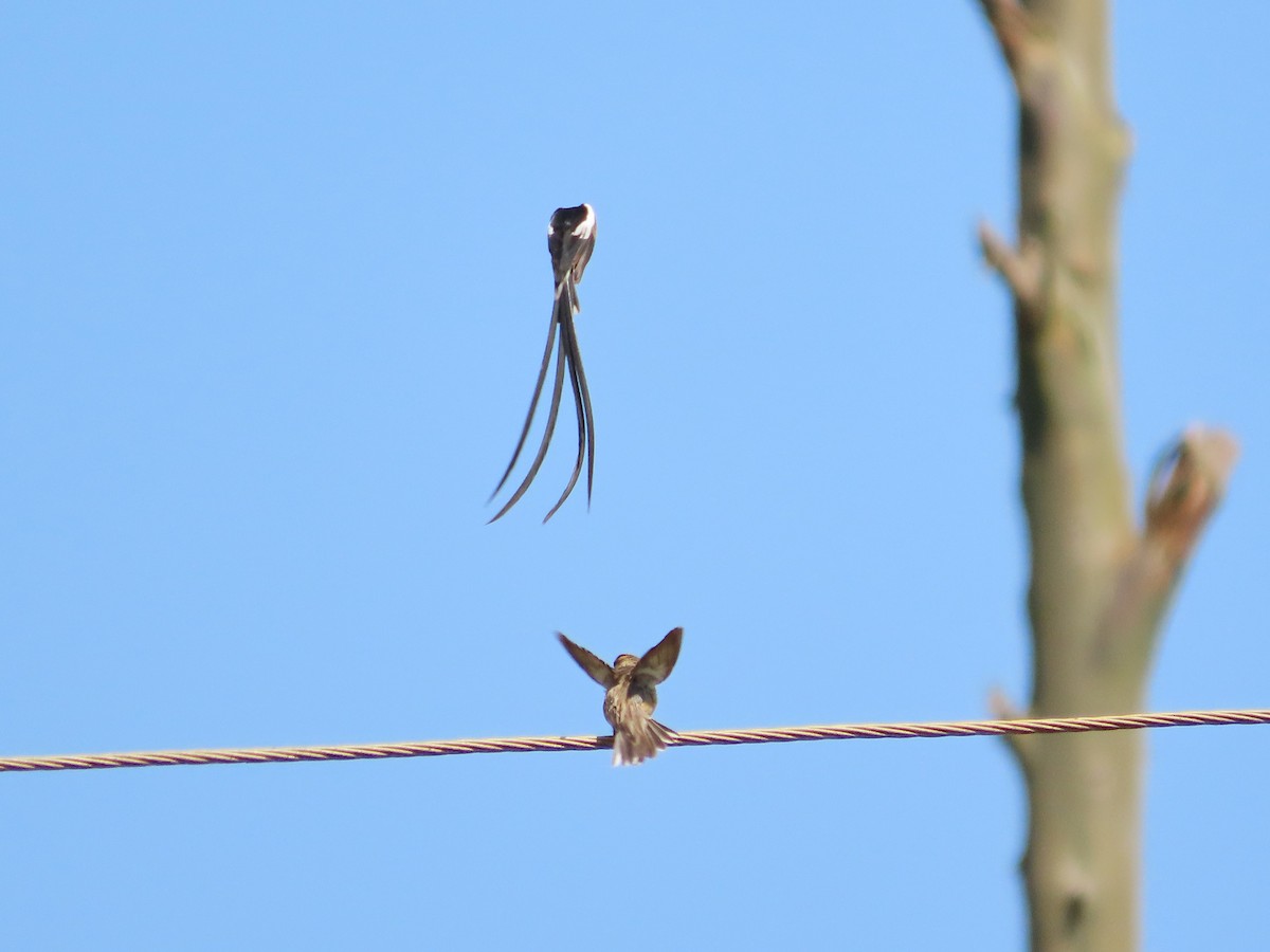 Pin-tailed Whydah - ML620906086