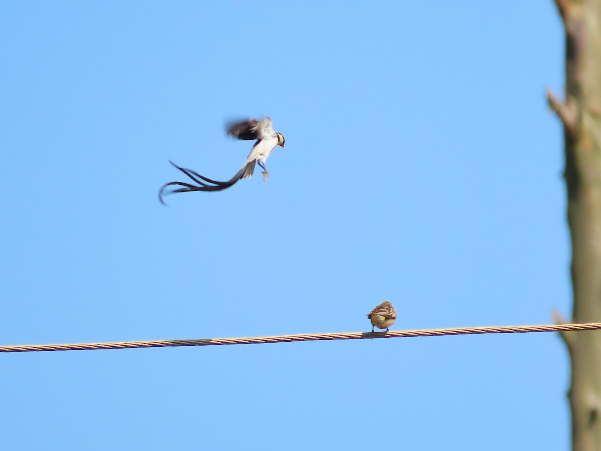 Pin-tailed Whydah - ML620906088