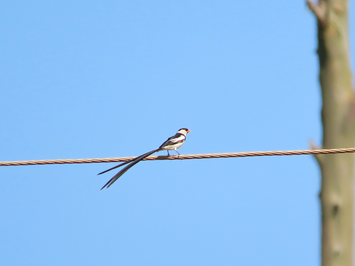 Pin-tailed Whydah - ML620906092