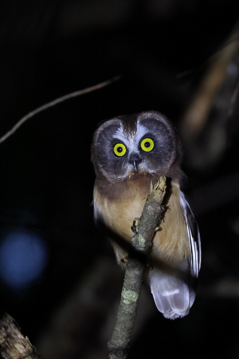 Northern Saw-whet Owl - ML620906096