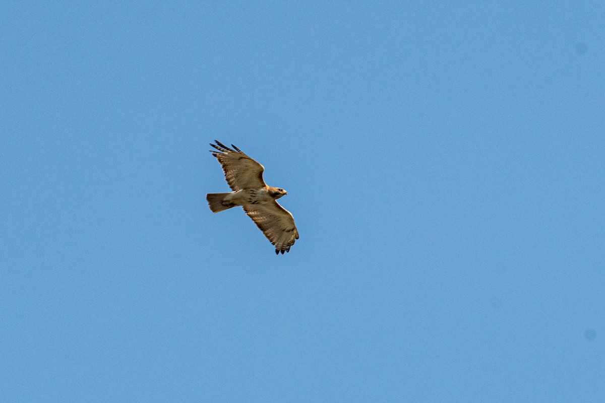 Red-tailed Hawk - ML620906135