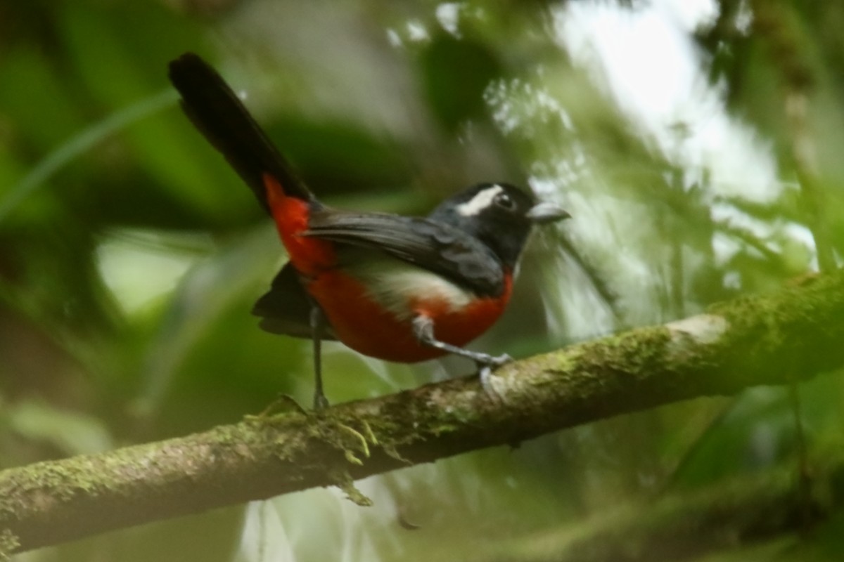 Rose-breasted Chat - ML620906155