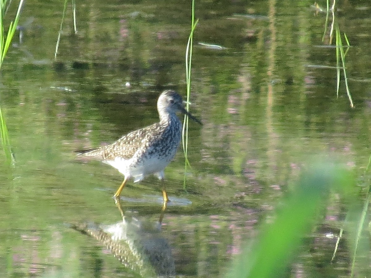 Lesser Yellowlegs - ML620906158