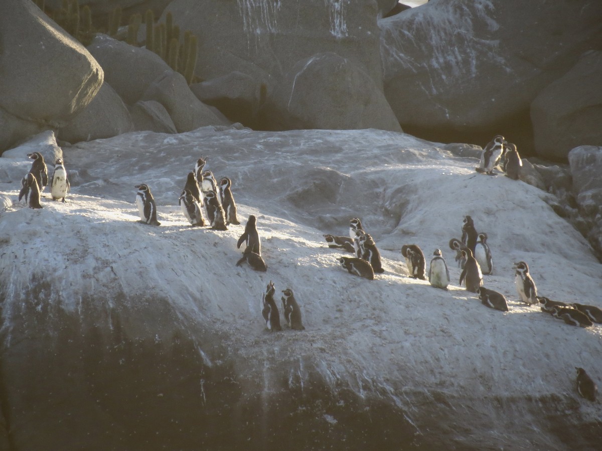 tučňák Humboldtův - ML620906187