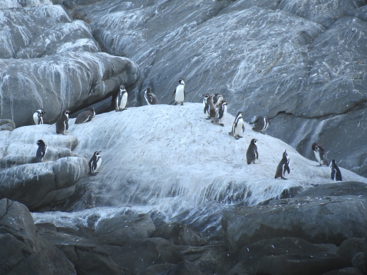 tučňák Humboldtův - ML620906191