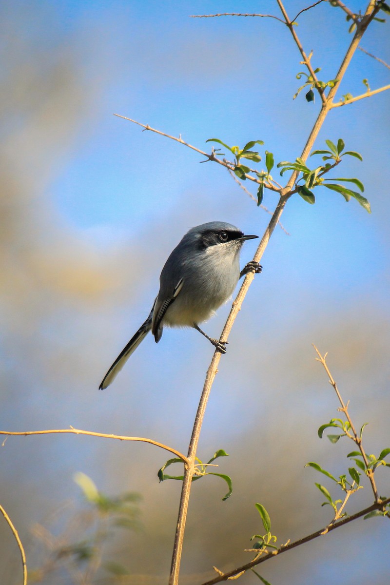 Masked Gnatcatcher - ML620906211