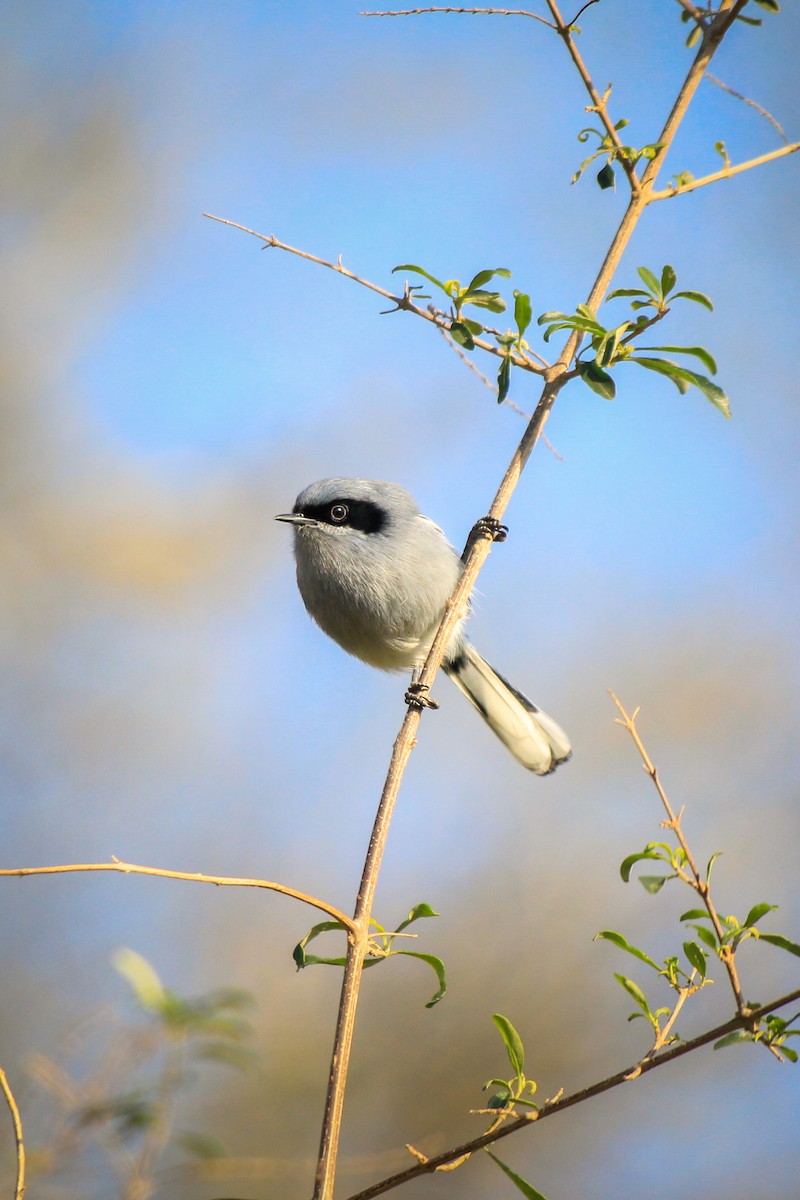 Masked Gnatcatcher - ML620906213