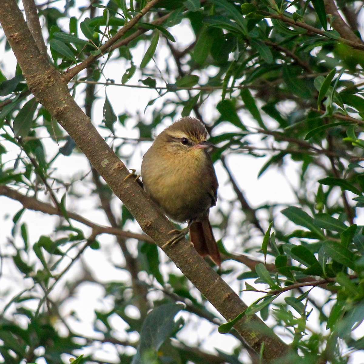 Olive Spinetail - ML620906234