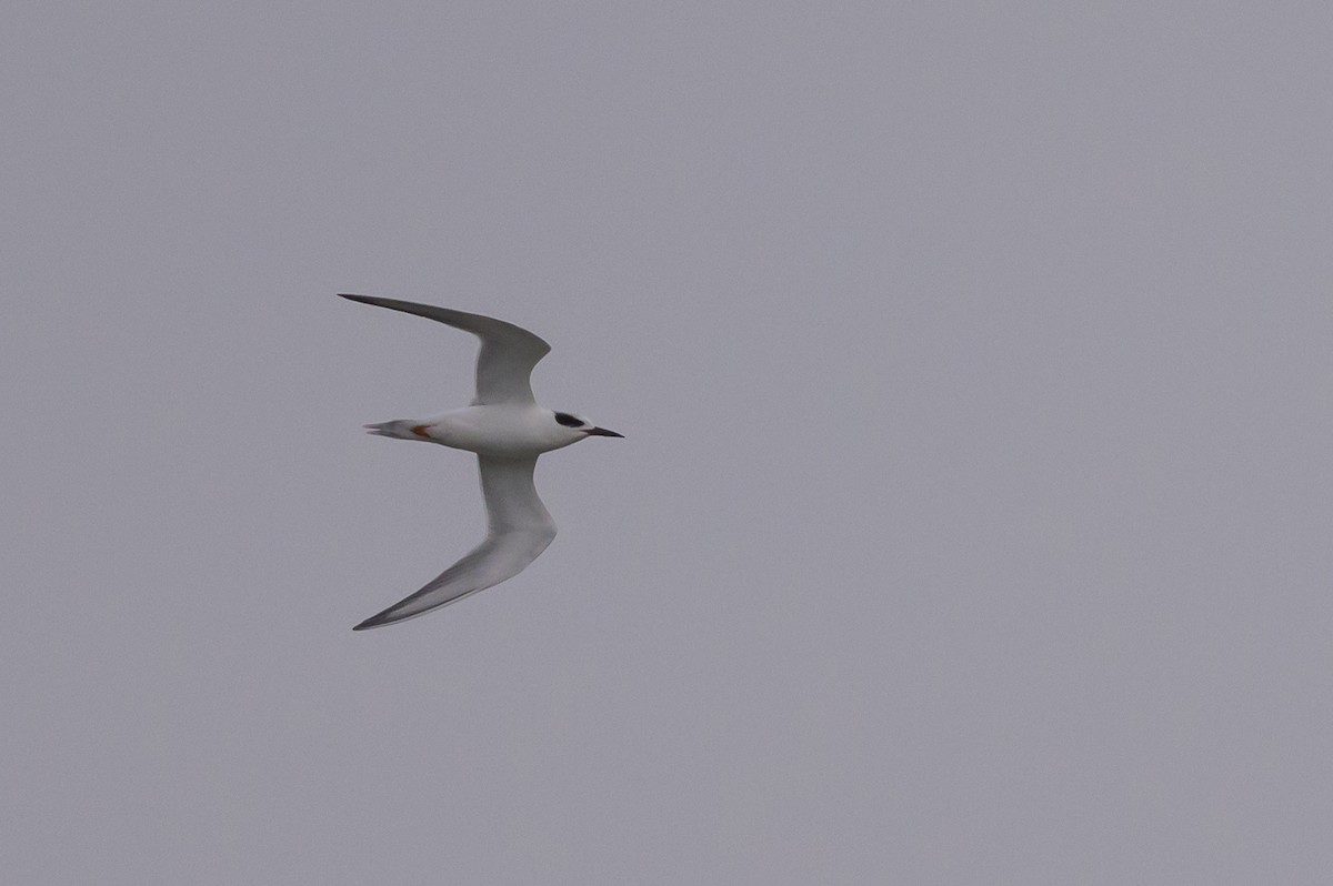 Forster's Tern - Stephen Davies