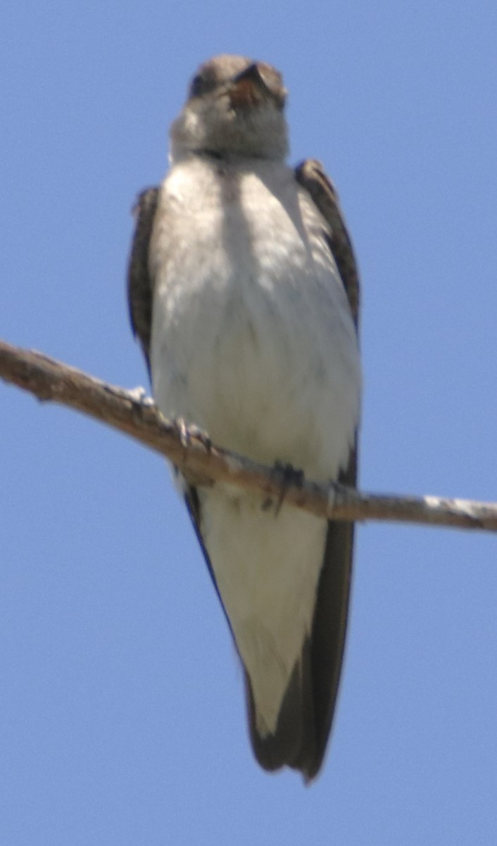 Northern Rough-winged Swallow - ML620906251