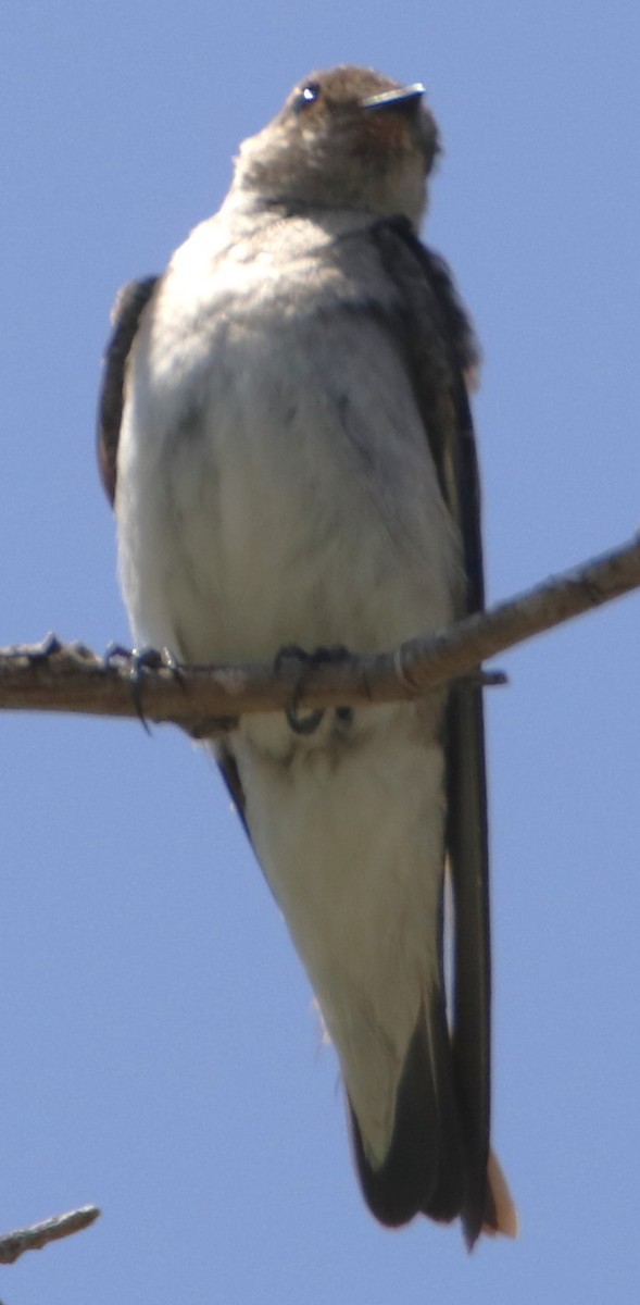Northern Rough-winged Swallow - ML620906252
