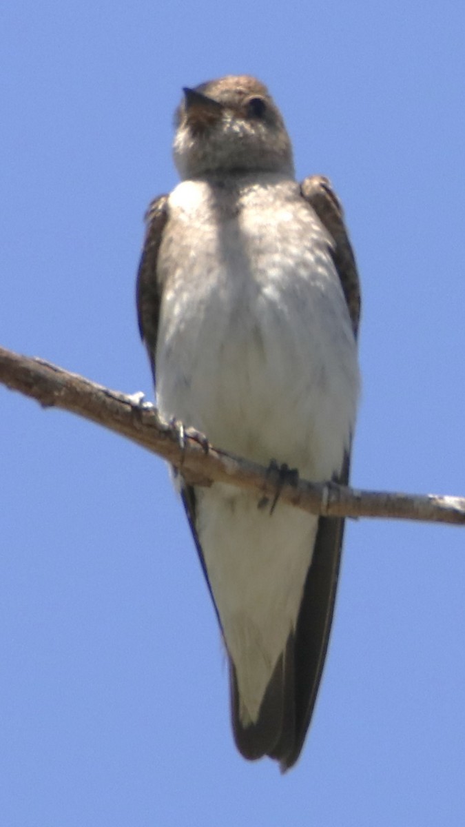 Northern Rough-winged Swallow - ML620906253