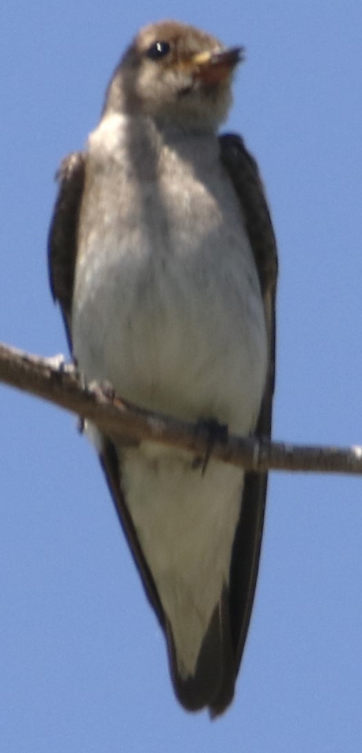 Northern Rough-winged Swallow - ML620906254