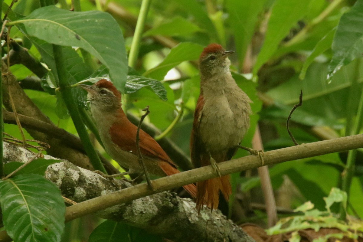 Rusty-backed Spinetail - ML620906281