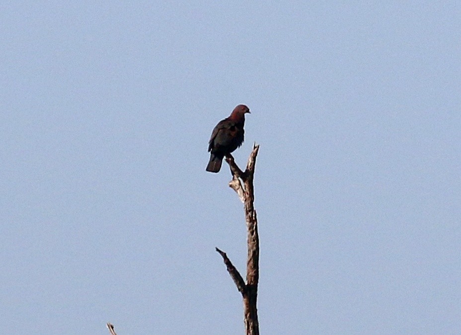 Red-billed Pigeon - Charity Hagen