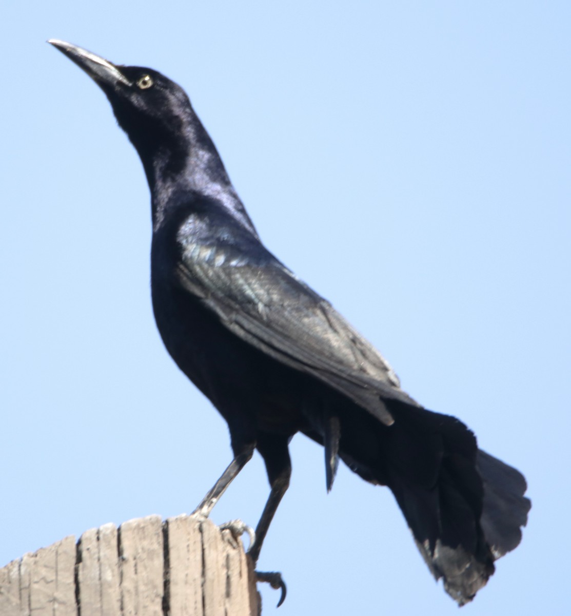 Great-tailed Grackle - ML620906291