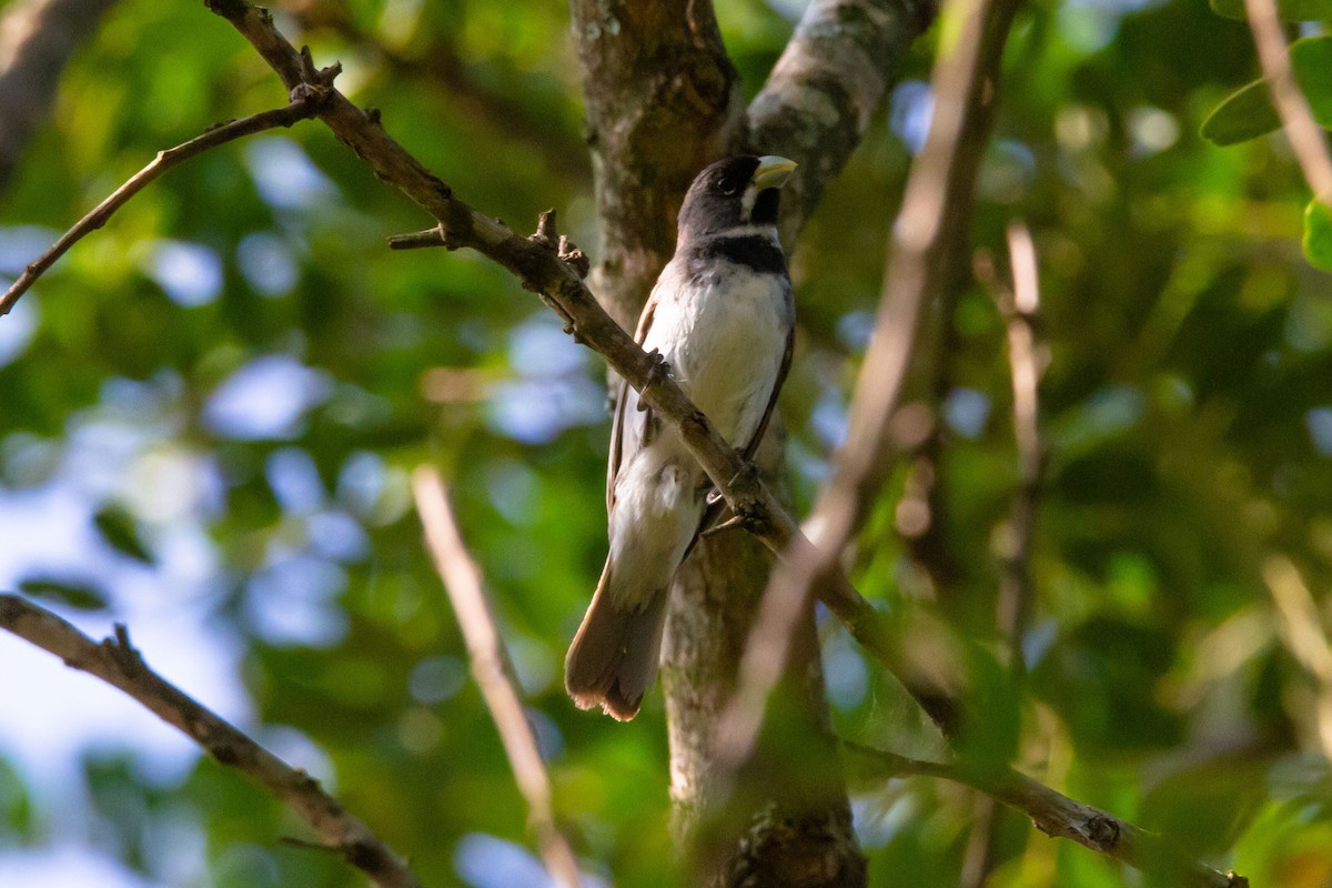 Double-collared Seedeater - ML620906293