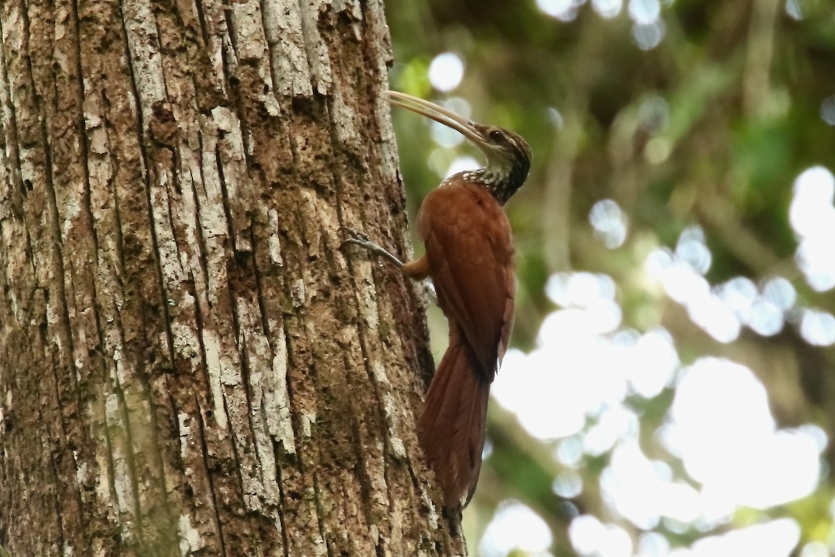 Long-billed Woodcreeper - ML620906294