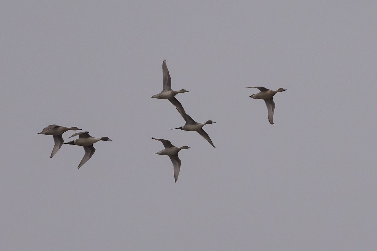 Northern Pintail - ML620906317