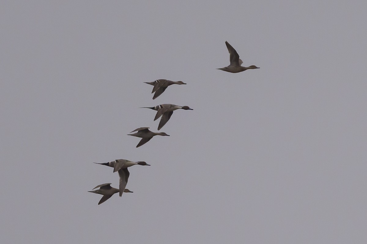 Northern Pintail - ML620906318