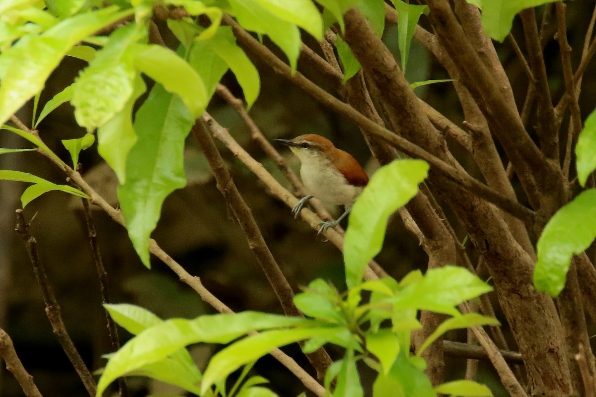 Yellow-chinned Spinetail - ML620906334