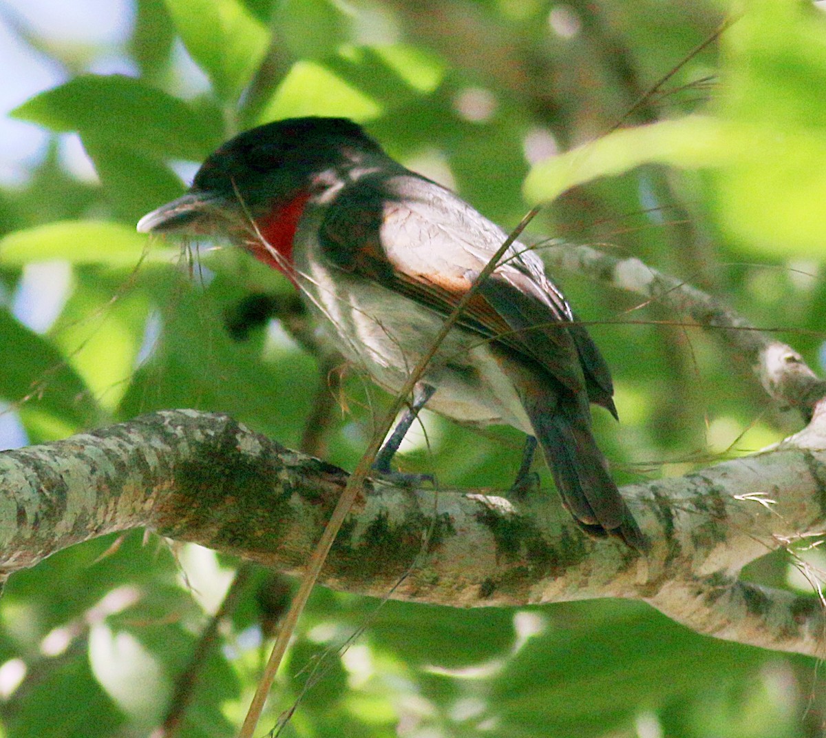 Rose-throated Becard - Charity Hagen
