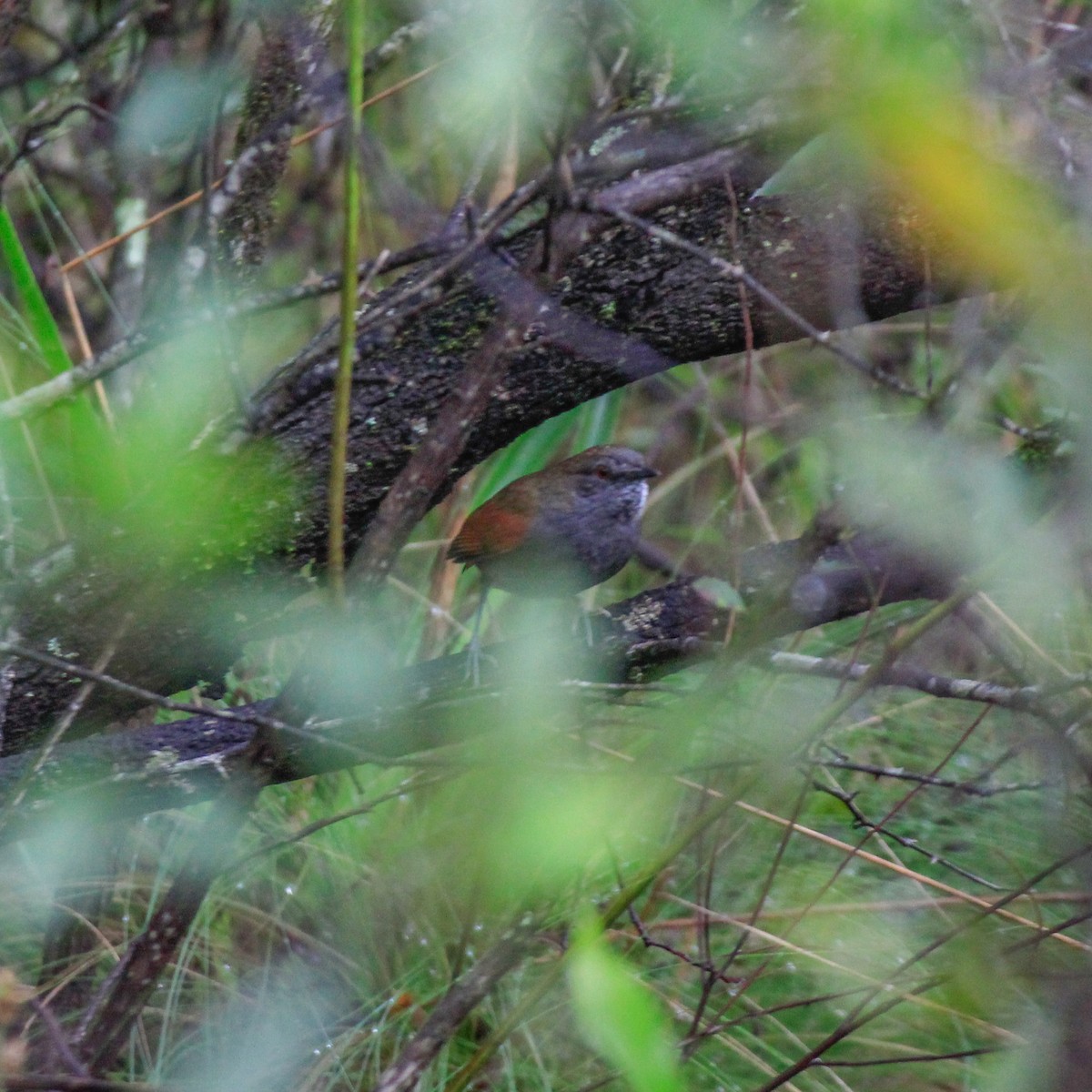 Gray-bellied Spinetail - ML620906356