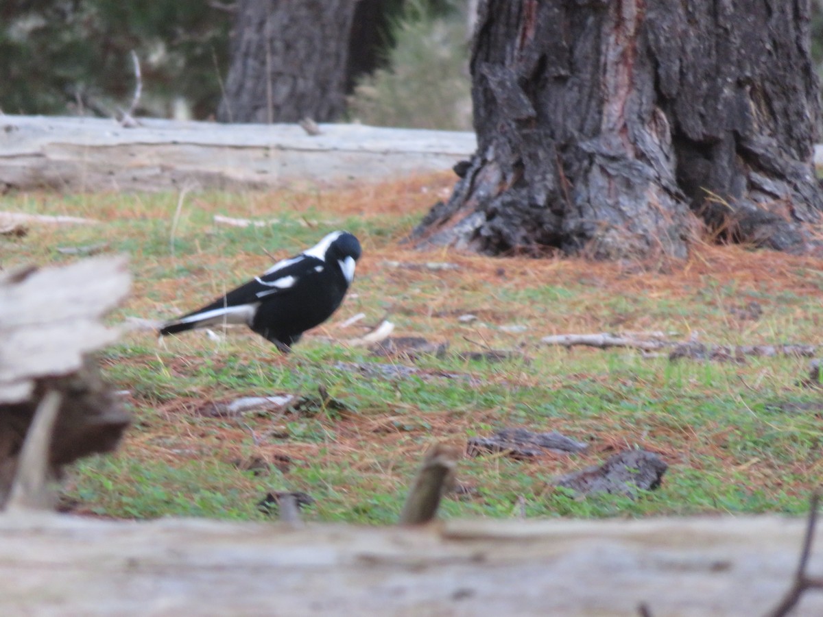 Australian Magpie - ML620906390