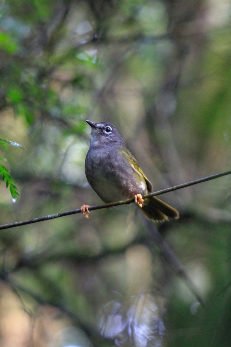 White-browed Warbler - ML620906391