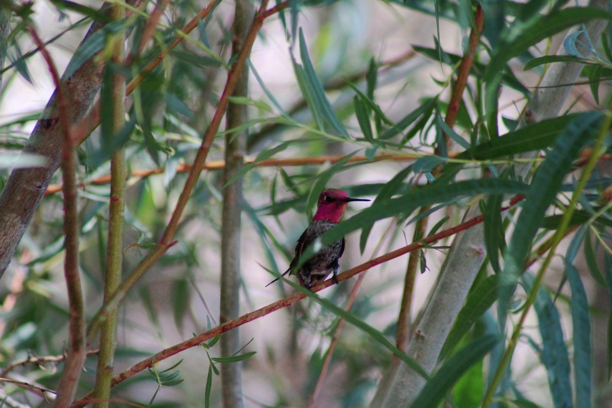 Anna's Hummingbird - ML620906408
