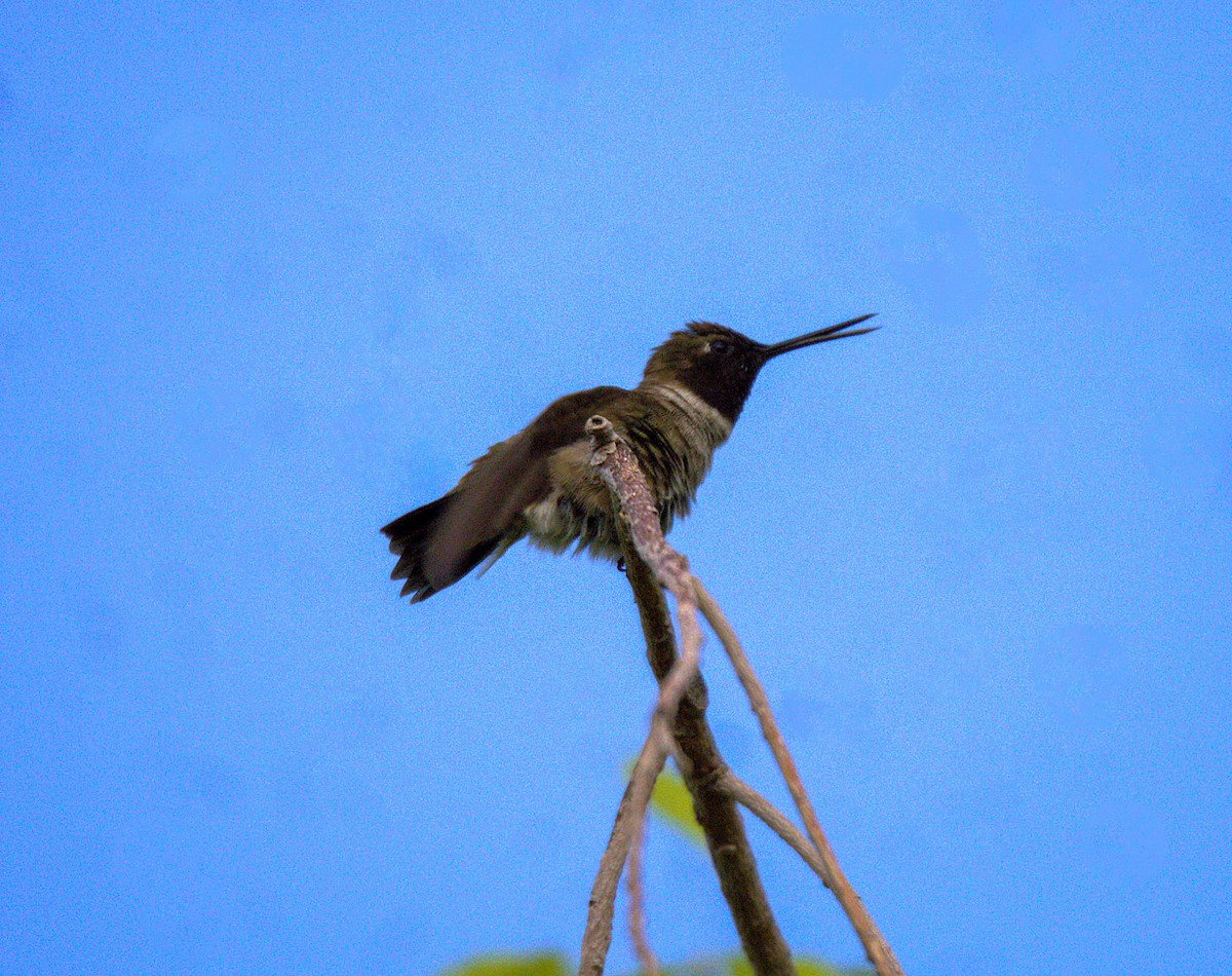 Black-chinned Hummingbird - ML620906419