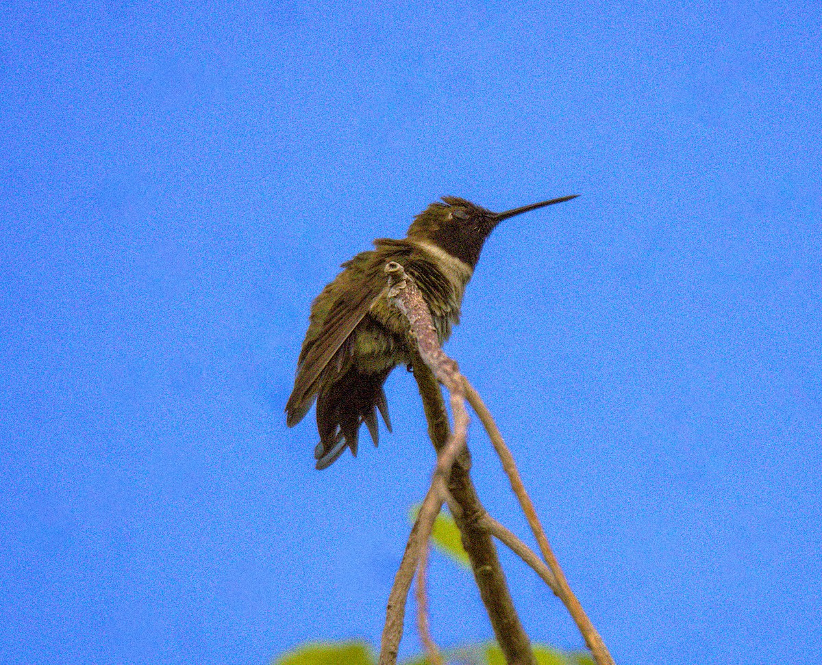 Black-chinned Hummingbird - ML620906420