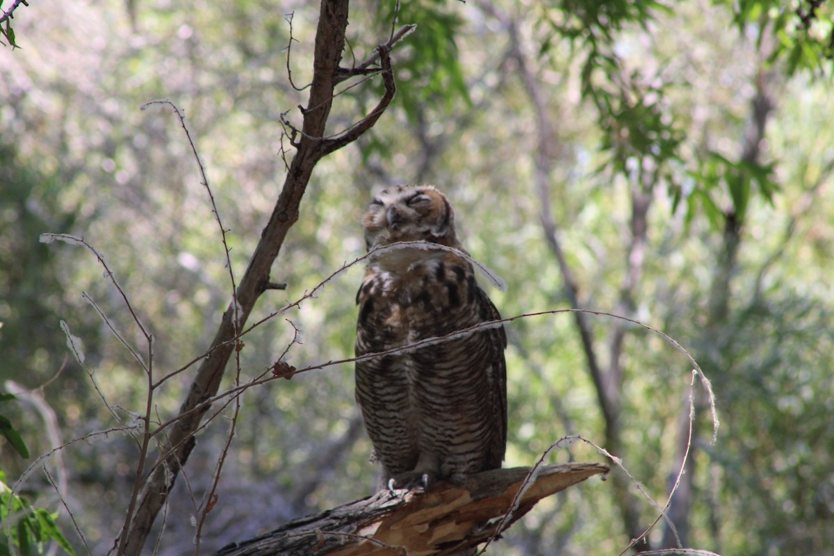 Great Horned Owl - ML620906424