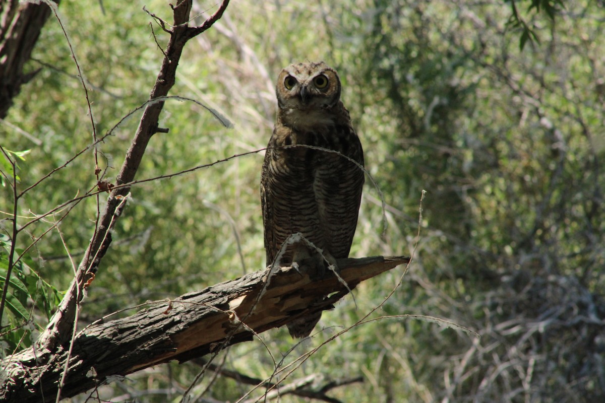 Great Horned Owl - ML620906425