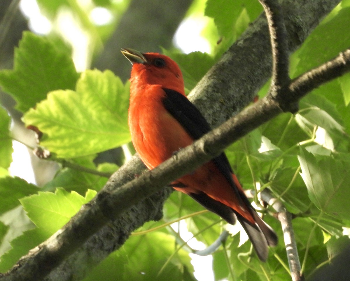 Scarlet Tanager - ML620906457