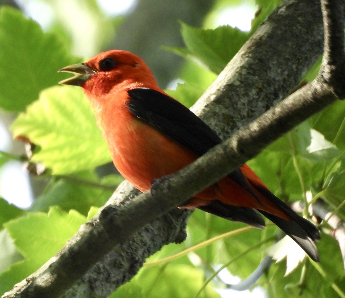 Scarlet Tanager - ML620906458